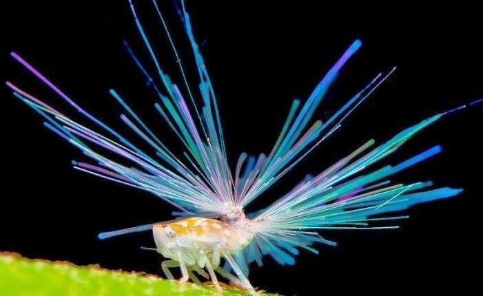 تصاویر عجیب‌ترین موجودات زنده روی زمین | از جربوآ گوش دراز تا مورچه مخملی