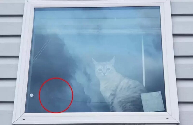 تست هوش | چند گربه در تصویر وجود دارد؟ + پاسخ