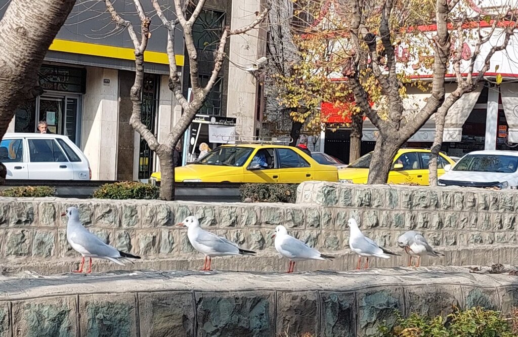 مرغ دریایی در تهران