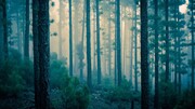 تصاویر ترسناک‌ترین جنگل دنیا | اینجا صدای جیغ ارواح شنیده می‌شود!