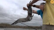 ببینید | لحظه تماشایی نجات پرنده ای که در تور ماهیگیرها گیر کرده بود