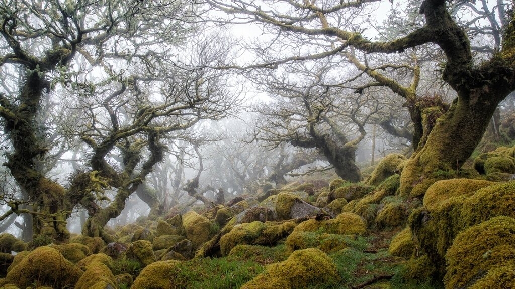 تصاویر ترسناک‌ترین جنگل دنیا | اینجا صدای جیغ ارواح شنیده می‌شود!