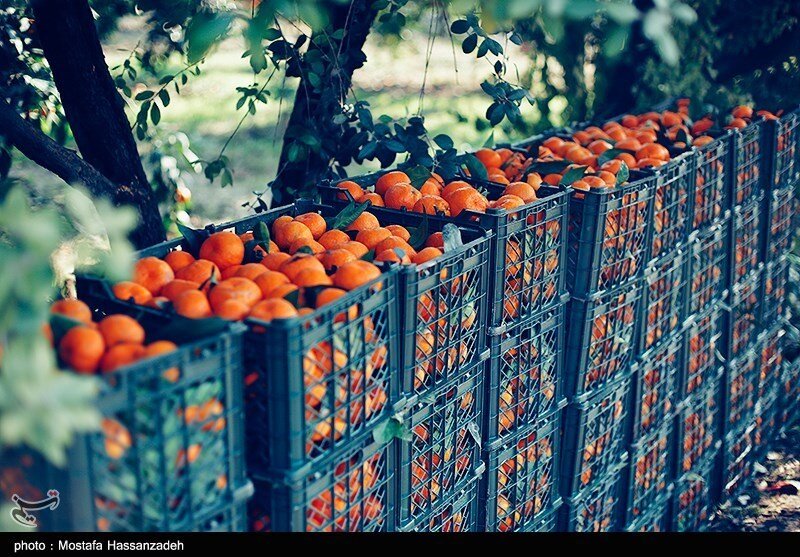 تصاویر ا عطر نارنگی درباغات گلستان 