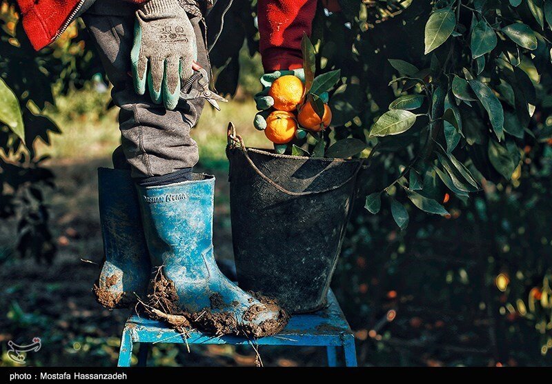تصاویر ا عطر نارنگی درباغات گلستان