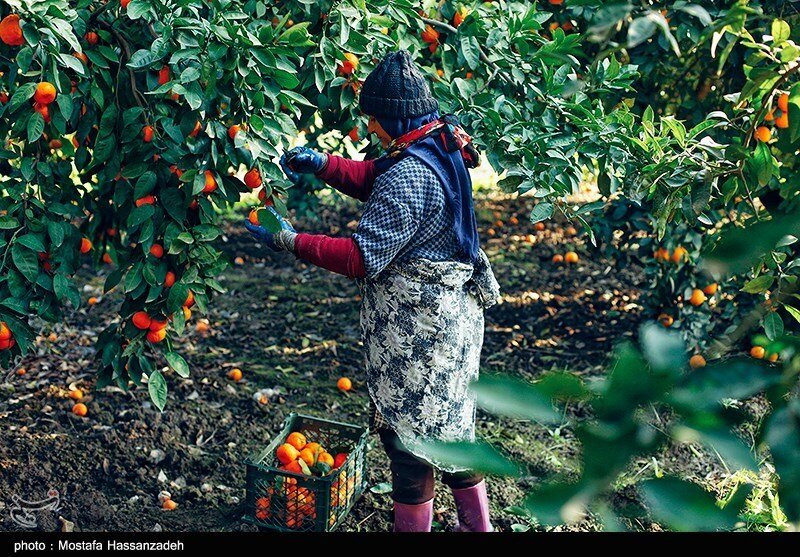 تصاویر ا عطر نارنگی درباغات گلستان