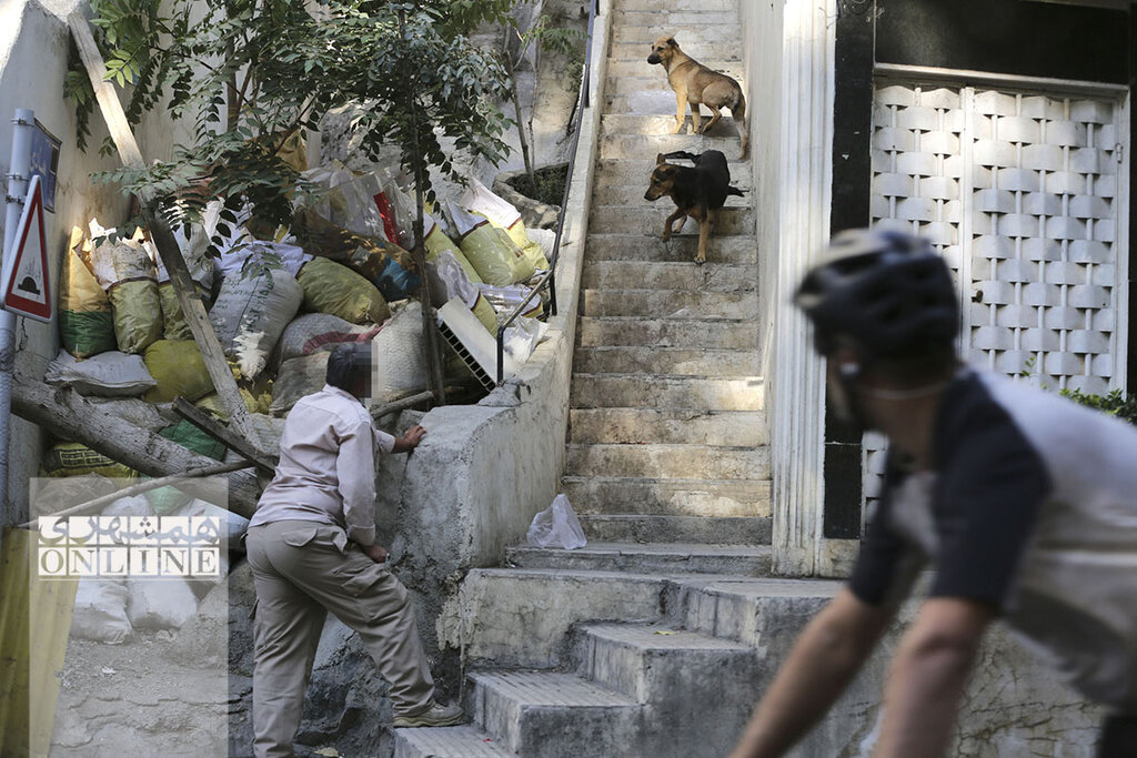 ماجرای زنی که صدها کیلو گوشت برای سگها میخرید | تکاپوی اکیپهای جمعآوری سگها در میان دعای خیر و فحاشی شهروندان | ثبت روزانه ۱۴ سگگزیدگی در سال ۹۷