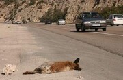 آماری هولناک از تلف شدن حیوانات وحشی در جاده پارک ملی گلستان | سالانه ۲۳۰ رأس در تصادف با خودروها می‌میرند