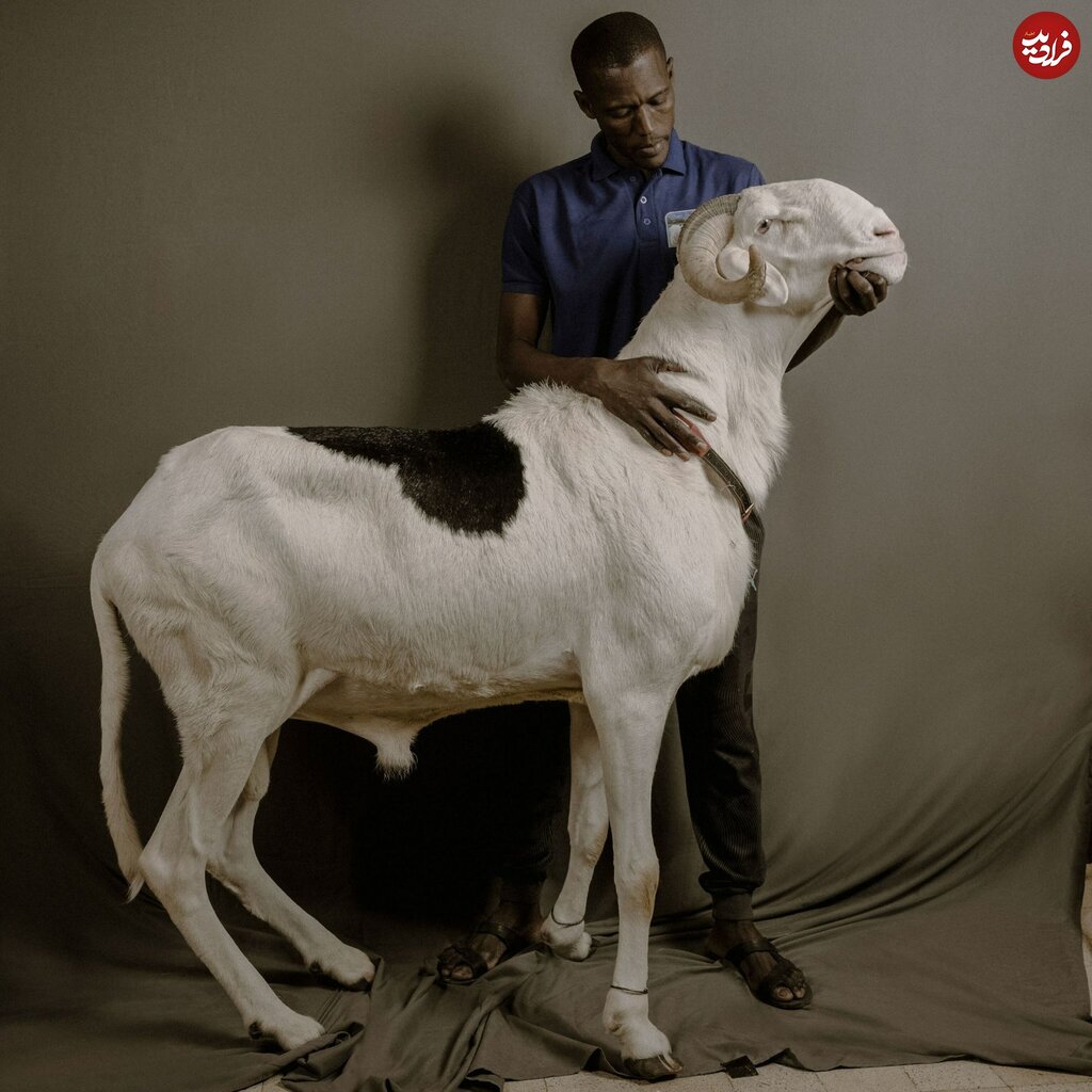 تصاویر گوسفندهای شگفتانگیز ۳ میلیارد تومانی! | این گوسفندهای شاهانه زیبا را ببینید