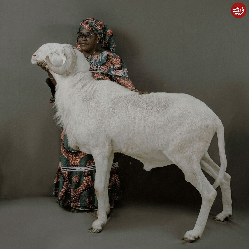 تصاویر گوسفندهای شگفتانگیز ۳ میلیارد تومانی! | این گوسفندهای شاهانه زیبا را ببینید