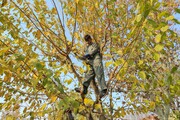 هرس زمستانه درختان پایتخت