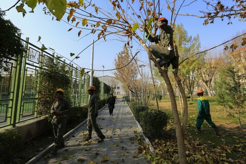 هرس زمستانه درختان پایتخت / عکس : امیر رستمی
