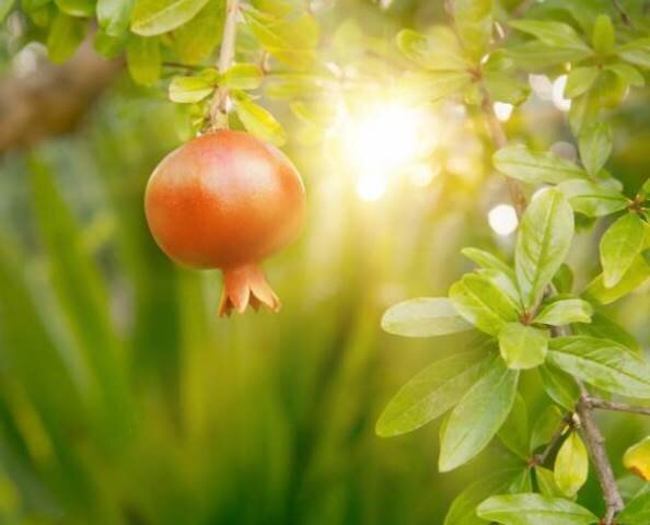 چرا انار پای ثابت سفرههای آیینی ایرانیان شد؟