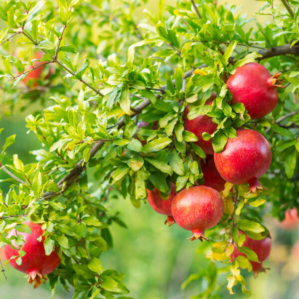 چرا انار پای ثابت سفرههای آیینی ایرانیان شد؟