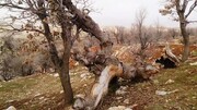 حمله با اسلحه جنگی به یگان حفاظت منابع طبیعی کرمانشاه
