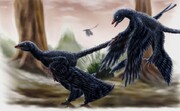 کشف فسیل دایناسور کمیاب با آخرین وعده غذایی در معده‌اش! | ارتباط پرندگان امروزی با دایناسورها