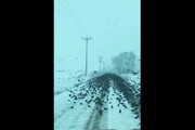 تصاویری ترسناک از یک جاده برفی | این جاده برفی، سیاه شد