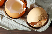 پوست تخم مرغ را دور نیندازید | روش ساخت کود گیاهی با پوست تخم مرغ