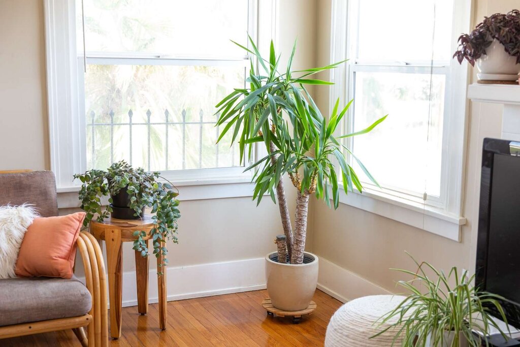 نگهداری گیاه یوکا در آپارتمان | دلیل زرد شدن برگ های گل یوکا چیست؟