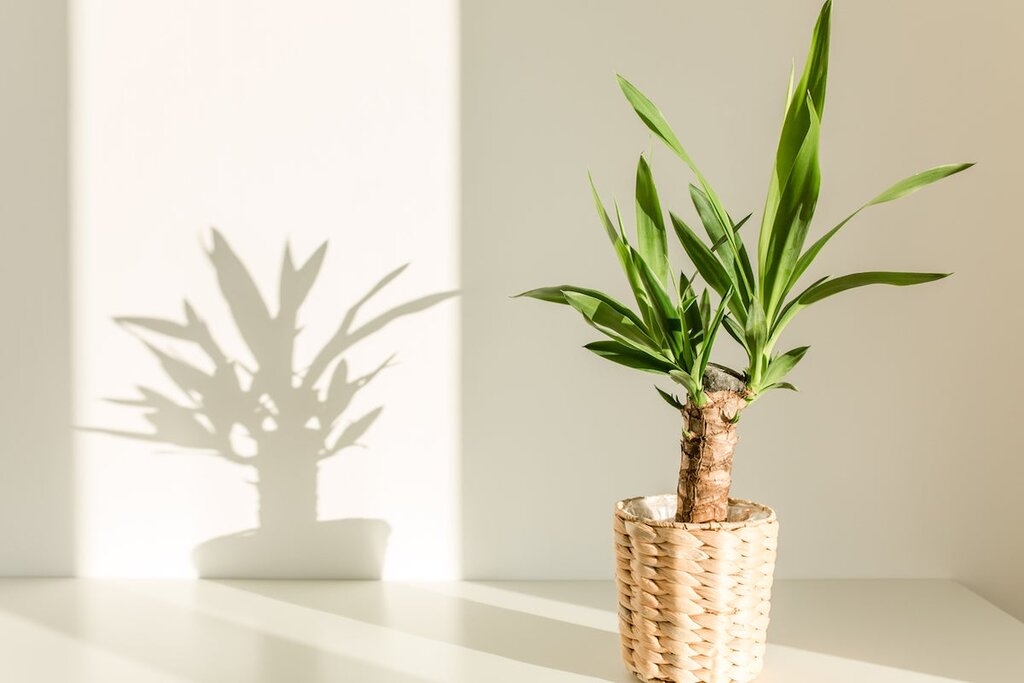 گیاه آپارتمانی یوکا - yucca plant