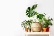 اینفوگرافیک | بهترین گیاهان آپارتمانی برای تصفیه هوای خانه | این گیاهان شرایط نگهداری آسانی دارند