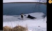 ببینید | لحظه نجات سگ از دریاچه یخزده با بیل!