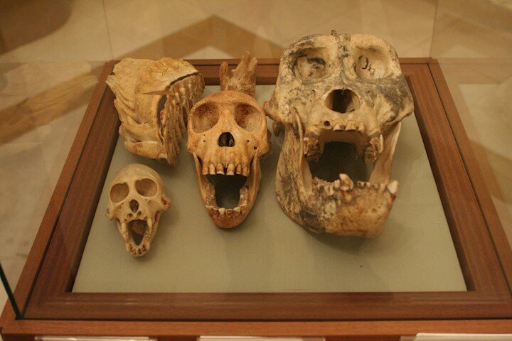 ژیانی که نخستین جهانگردان ایرانی را تا آفریقای جنوبی برد، کجاست؟