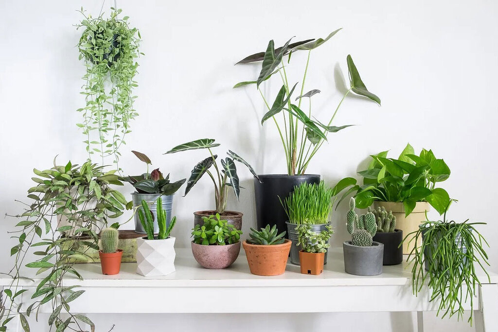 houseplants - گیاهان آپارتمانی - گل و گیاه