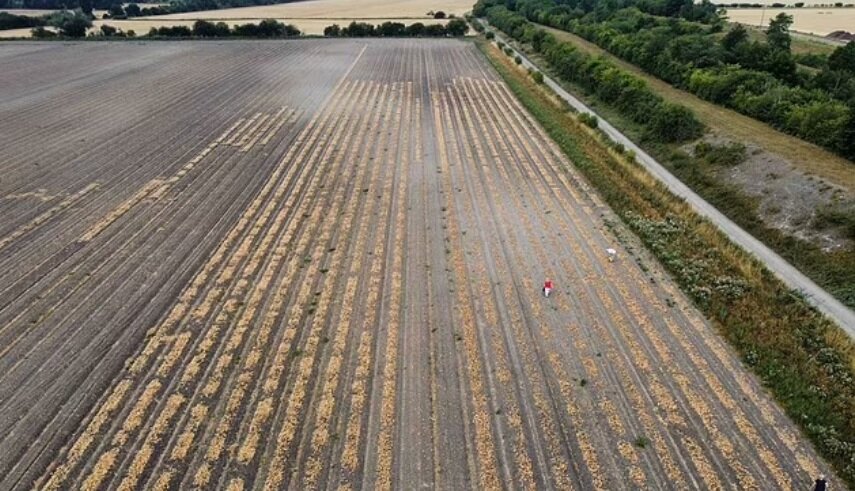 تاثیرات عجیب گرما بر پیازهای انگلیسی | محصولی که اشک بیشتری درمیآورد!