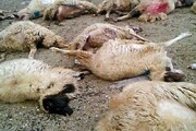 حمله پلنگ گرسنه به گله گوسفندان | چوپان جان سالم به در برد