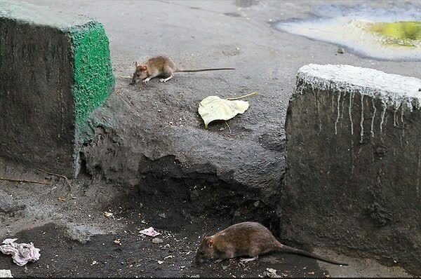 جولان شبانه‌روزی موش‌ها در قم