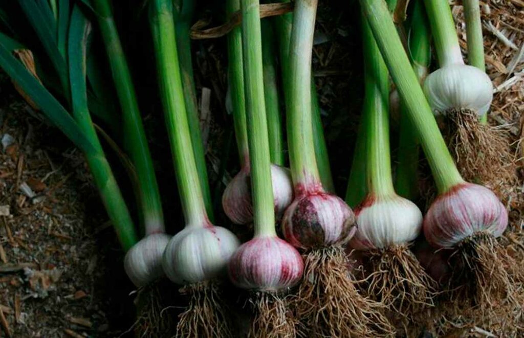 ترکیب سبزیها در قورمه سبزی | سبزی قورمه تهرانی و خوزستانی چیست | استفاده زیاد از این سبزی باعث تلخی قورمه سبزی میشود