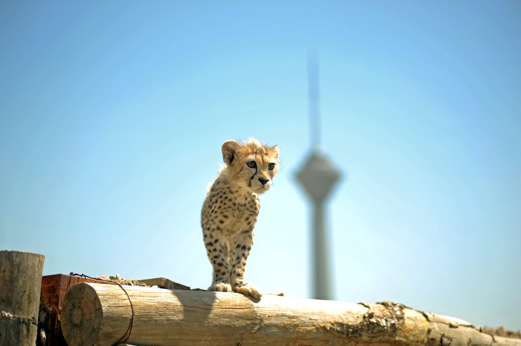 تکثیر در اسارت تاثیری بر روند انقراض یوزها ندارد | پیروز فقط یک تولهیوز «دستی» است! | یک چوپان چند تولهیوز را خفه کرد چون فکر میکرد آنها گرگ هستند