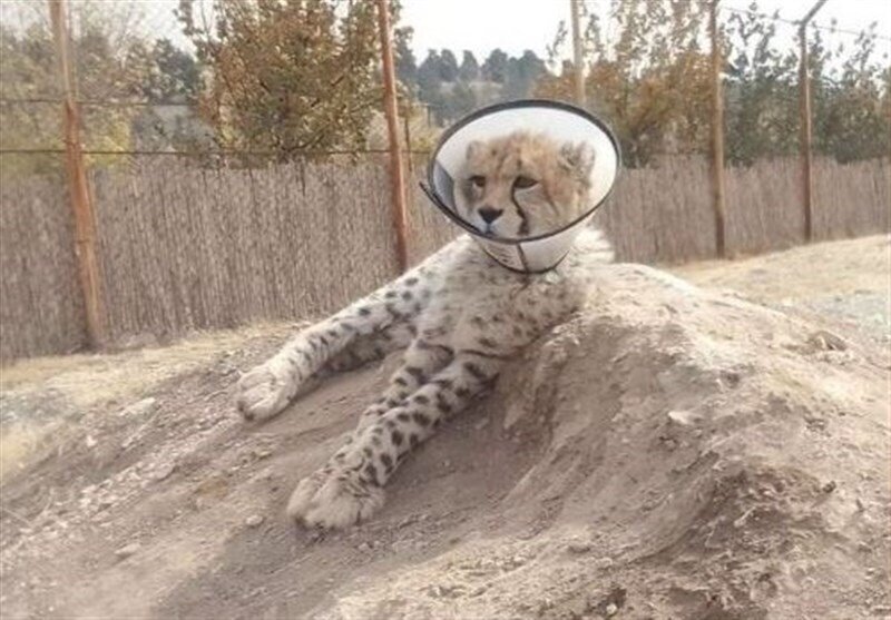 واکنش تیمارگر پیروز به جنجال گردنبند طبی | برخی میخواهند خودشان را مطرح کنند | اگر فیلم هایم را از این توله پلنگ منتشر کنم...| جان پیروز در خطر نیست