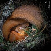 موذی یا مفید؟ مساله این است