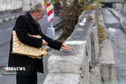 تصاویر | تهران میزبان مرغان دریایی