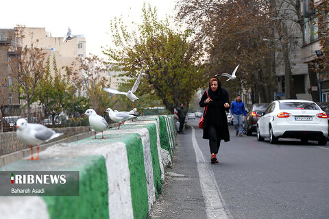 تصاوير | تهران میزبان مرغان دریایی