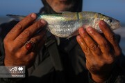 تصاویر | صید ماهی در «مازندران»