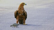 تصاویر | لحظه هیجان‌انگیز شکار شدن آفتاب پرست توسط عقاب