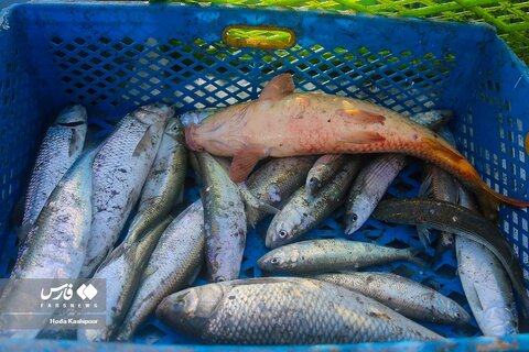 تصاوير | صید ماهی در «مازندران»