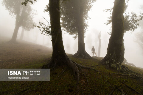 جنگل در مه