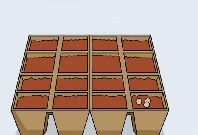 کاشت فلفل قرمز در خانه | ۱۱ نکته مفید برای پرورش فلفل خانگی