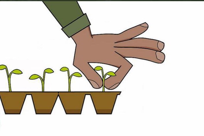 کاشت فلفل قرمز در خانه | ۱۱ نکته مفید برای پرورش فلفل خانگی