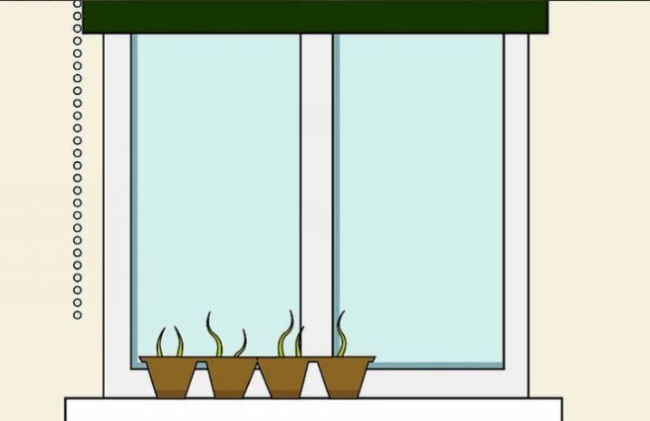 کاشت فلفل قرمز در خانه | ۱۱ نکته مفید برای پرورش فلفل خانگی