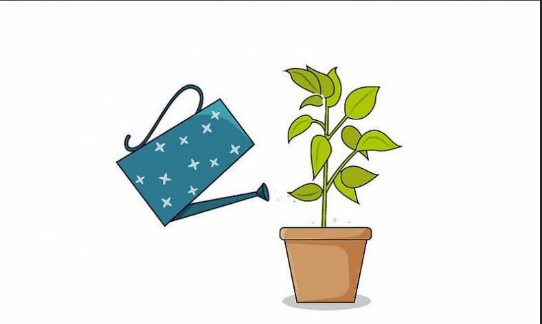 کاشت فلفل قرمز در خانه | ۱۱ نکته مفید برای پرورش فلفل خانگی