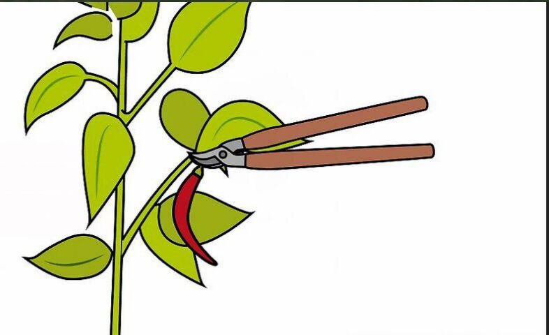 کاشت فلفل قرمز در خانه | ۱۱ نکته مفید برای پرورش فلفل خانگی