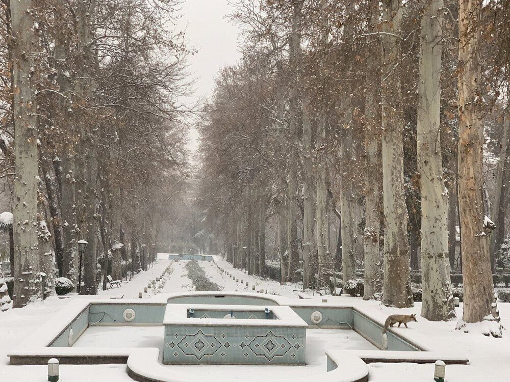 روباه داخل سفارت ایتالیا