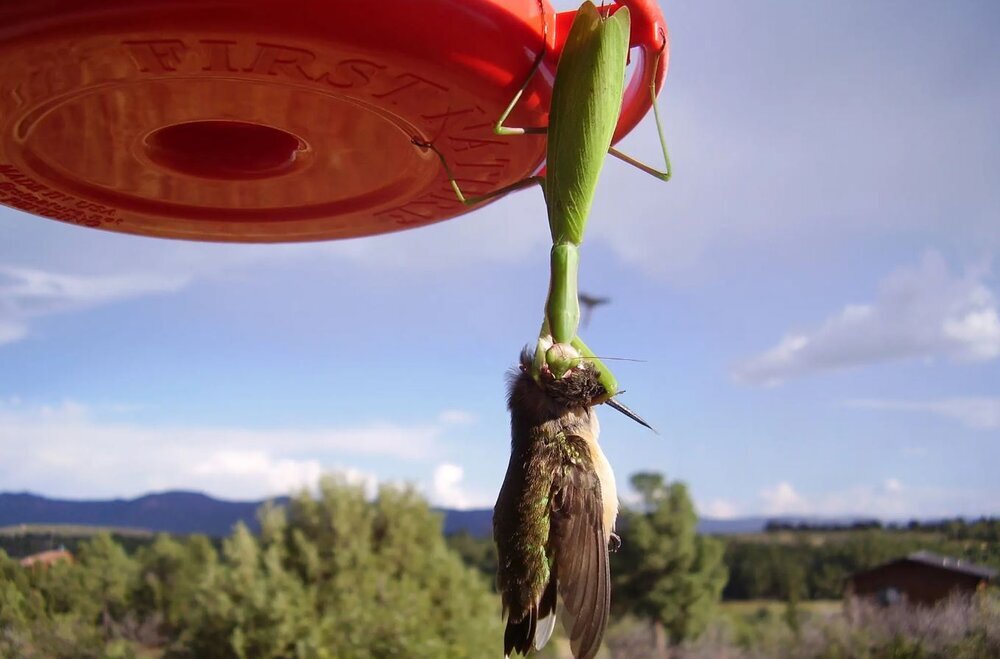 تصویر ترسناک‌ترین حشره شکارچی؛ پرنده بینوا در چنگال حشره سبز گرفتار شد