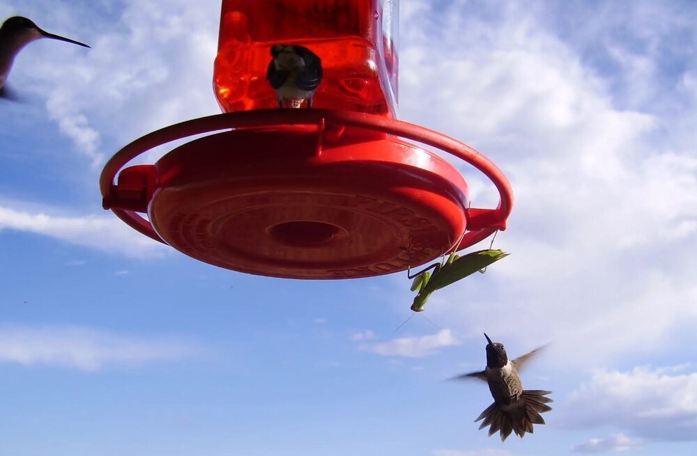 تصویر ترسناکترین حشره شکارچی؛ پرنده بینوا در چنگال حشره سبز گرفتار شد