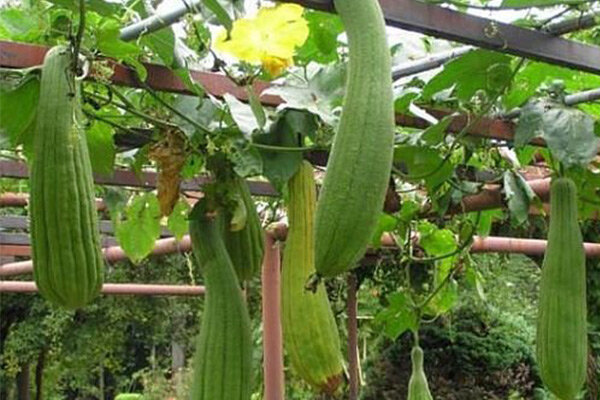 تصاویر | قدیمیترین ماساژور ایران در بازار پیرسرای رشت | طبیعیترین لایهبردار پوست را بشناسید | لوفا؛ اسفنجی مناسب برای ظروف چدنی و تفلون