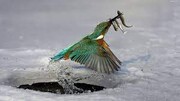 ببینید | حرکت دیدنی یک عابر برای نجات پرنده ای که پاهایش از سرما یخ زده است
